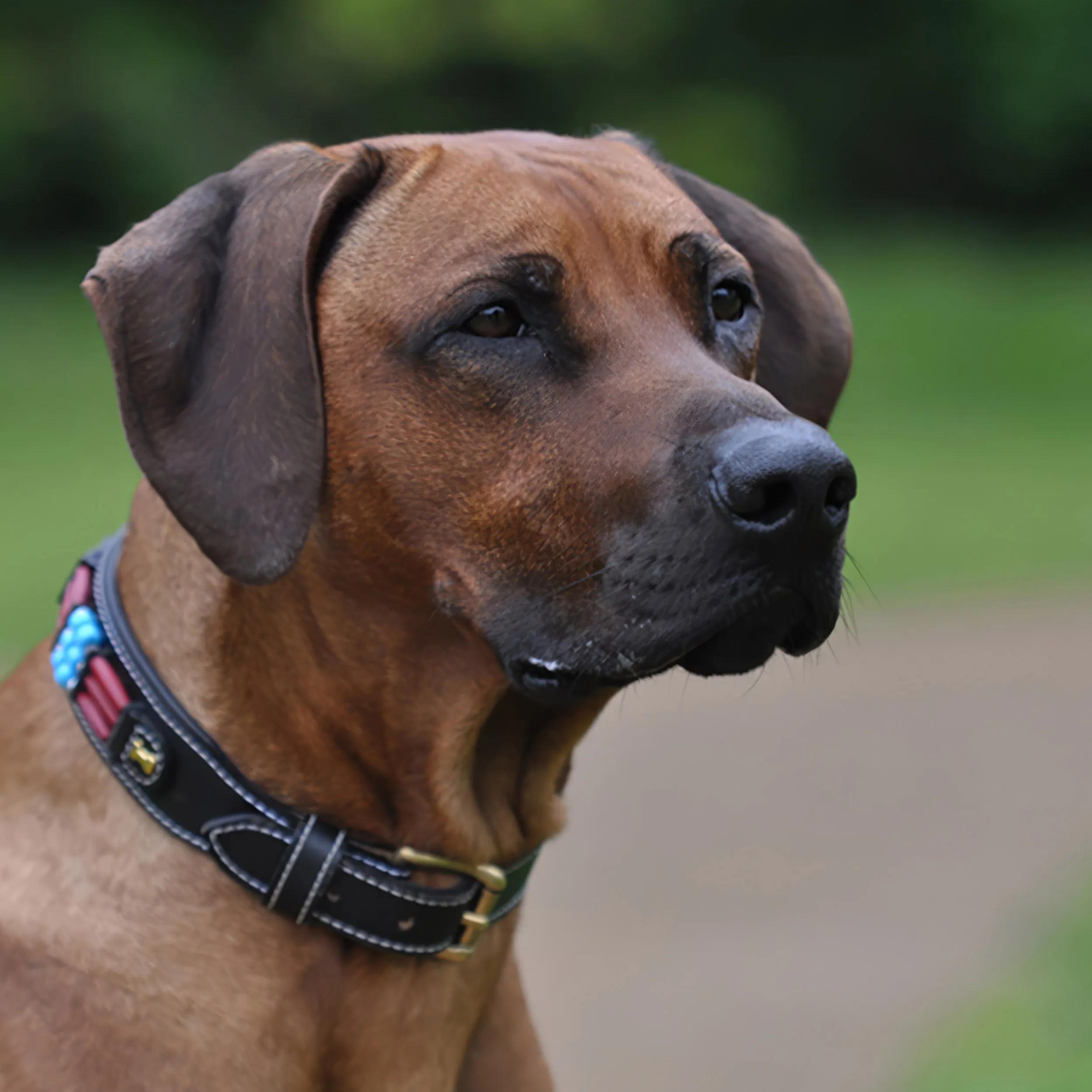 Fotografia di animali parte 11: sessioni fotografiche all'aperto